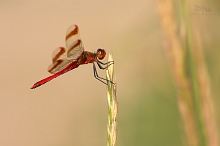Vážka podhorní (Sympetrum pedemontanum)